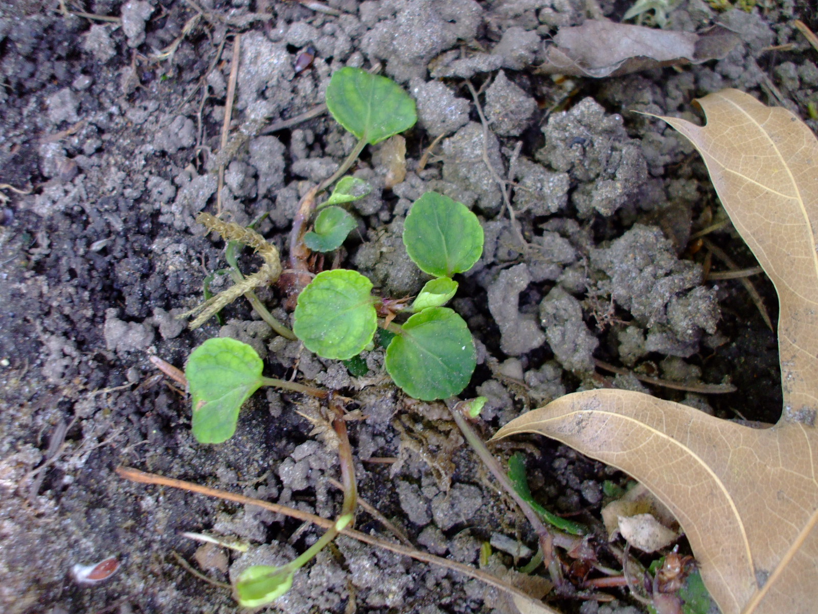 Viola sempervirens